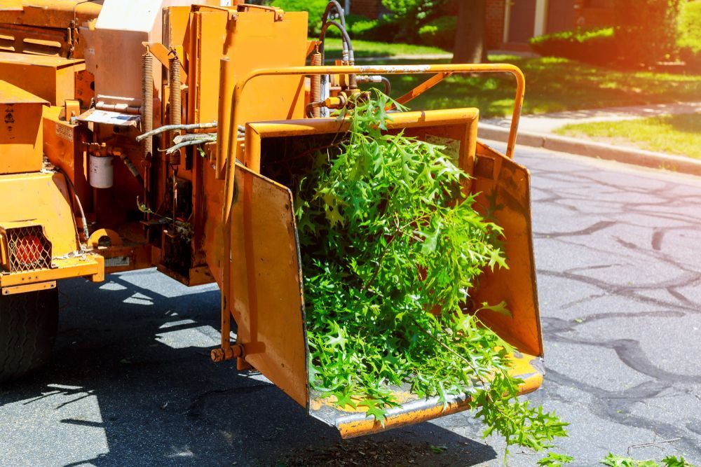 Best Time to Trim Trees 