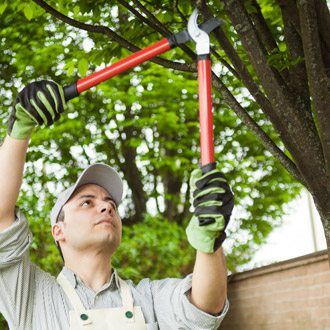 local tree pruning service