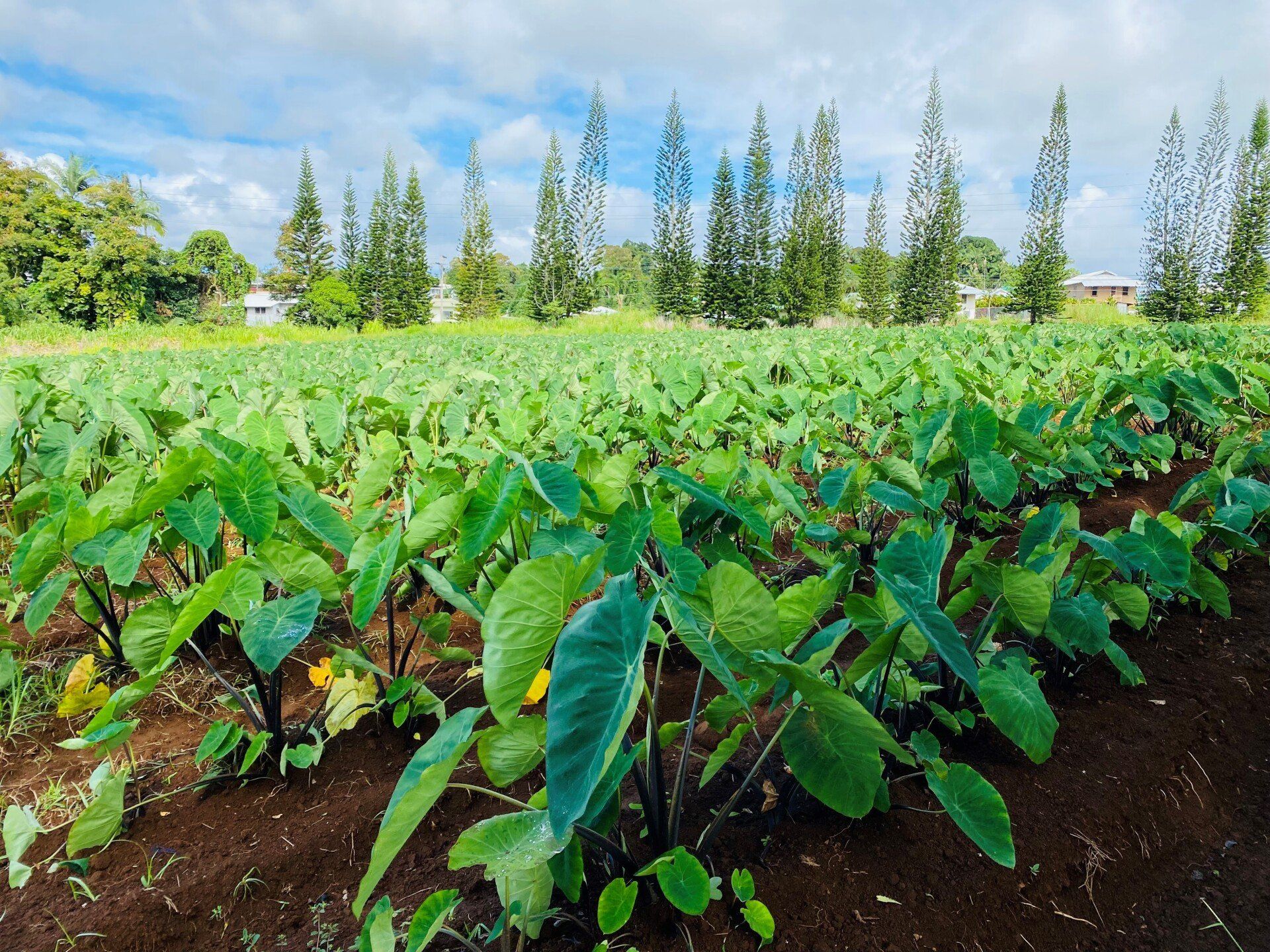 Land Stewardship