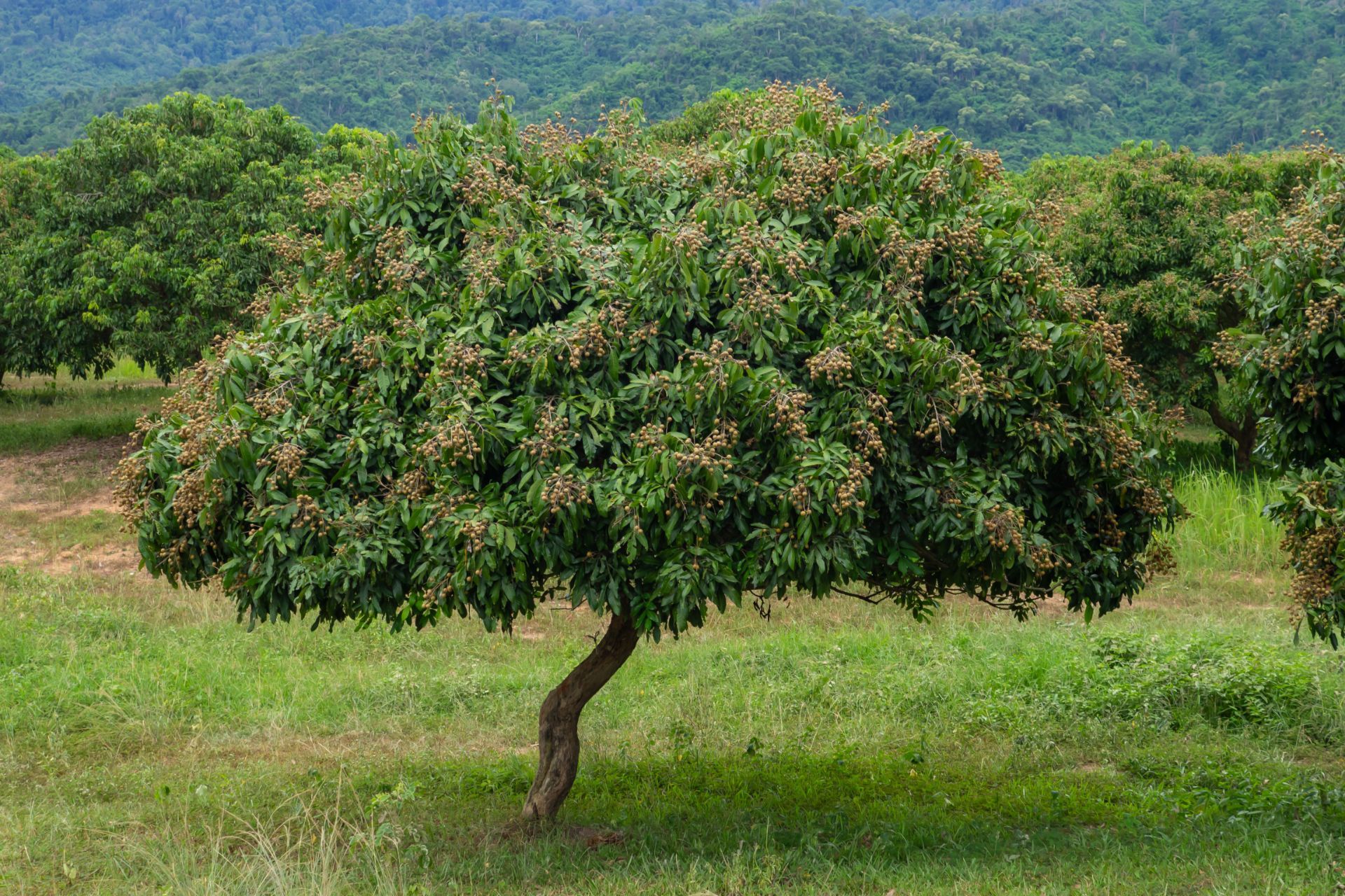 Fruit Orchard