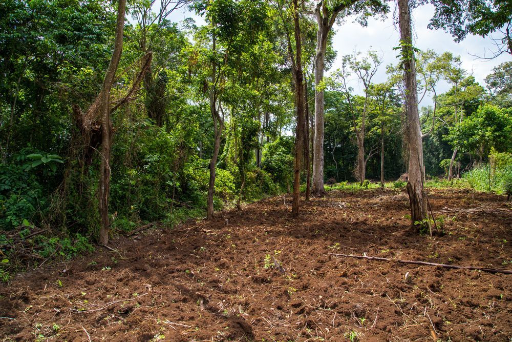 A dirt field in the middle of a forest with trees in the background.