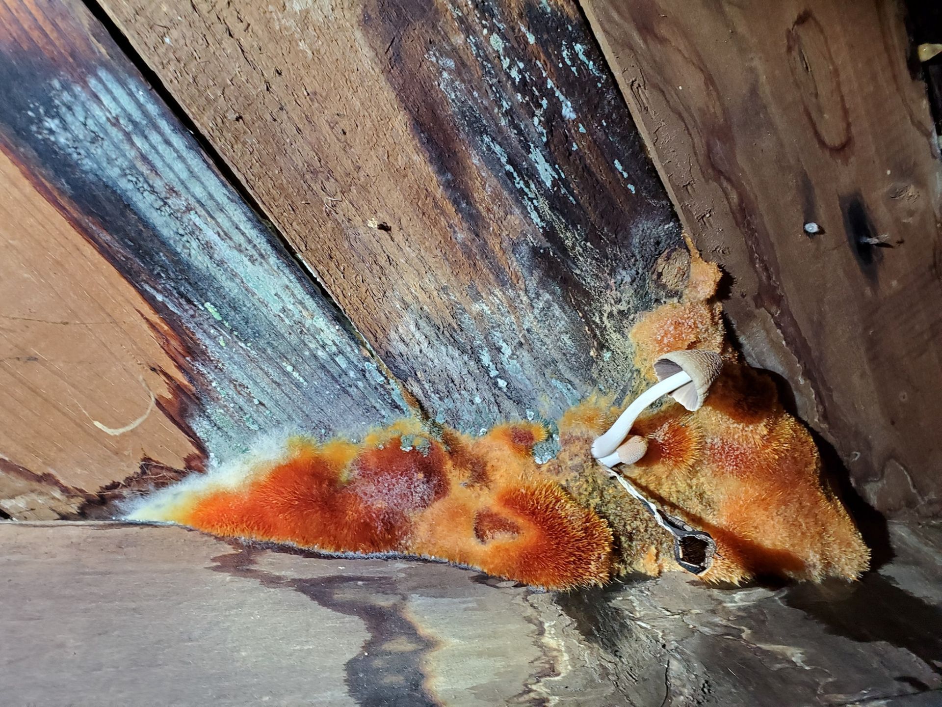 A small mushroom grows out of a bright orange, fuzzy patch of fungus on damp, weathered wooden support beams.