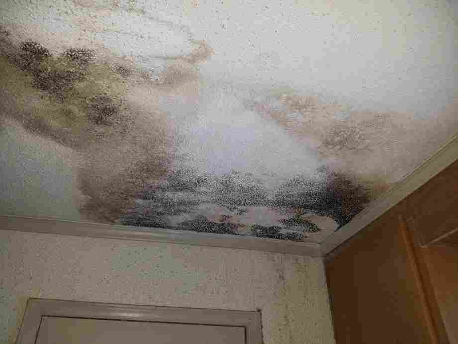 mold problems