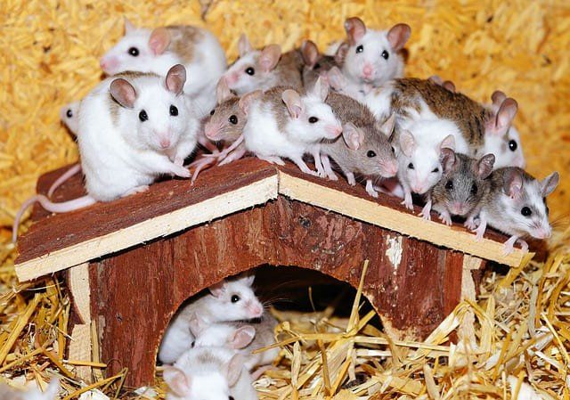 disclose information about mice