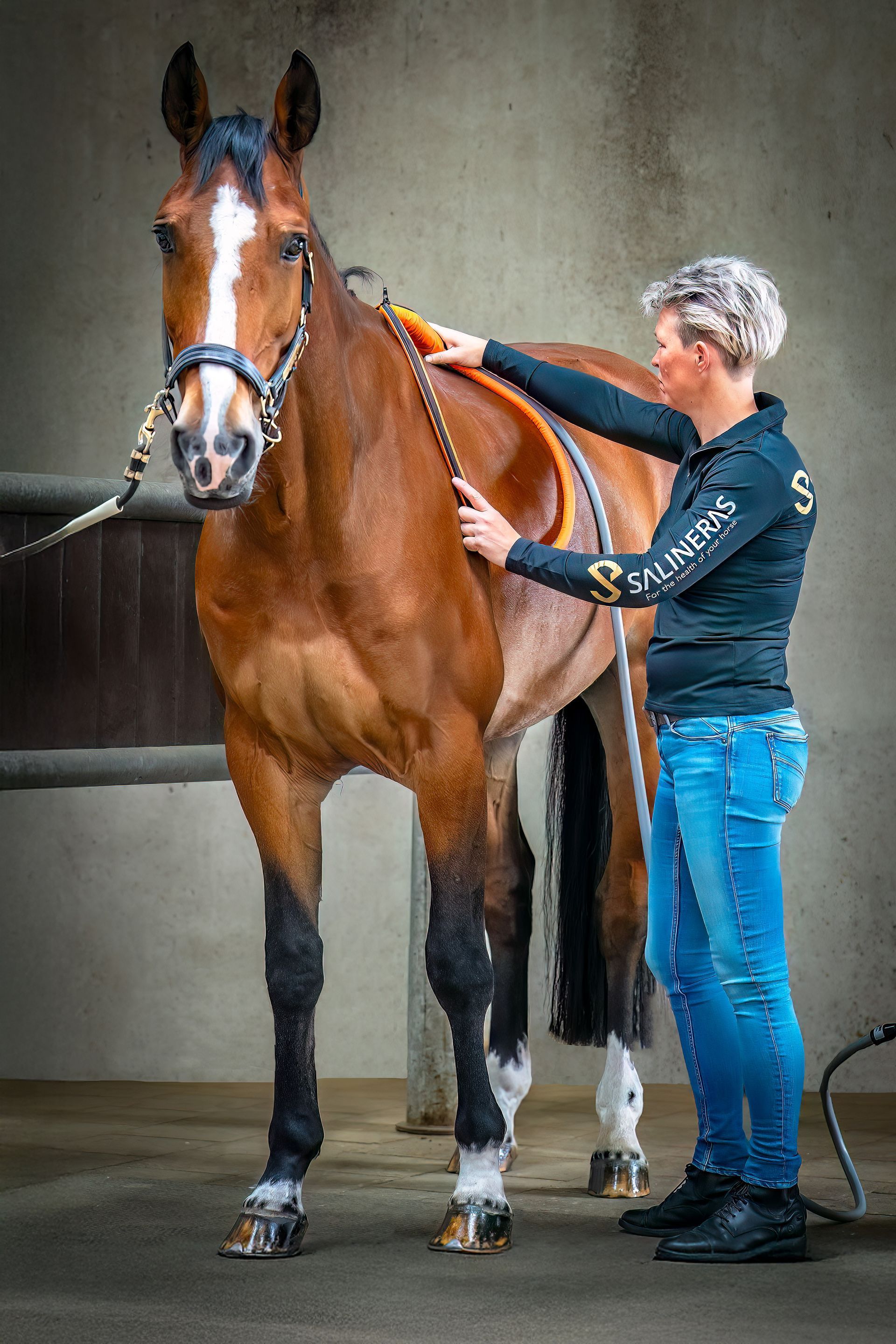 Een persoon die pemf aanbrengt op een bruin paard in een stal.