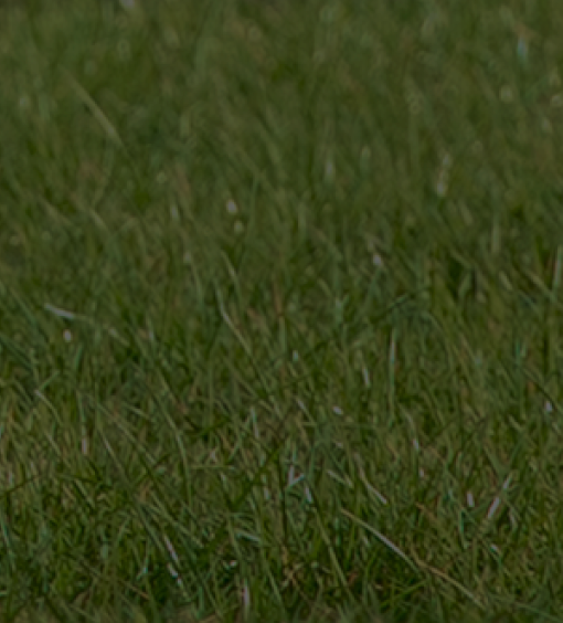 salineras voor het gezondheid van u paard