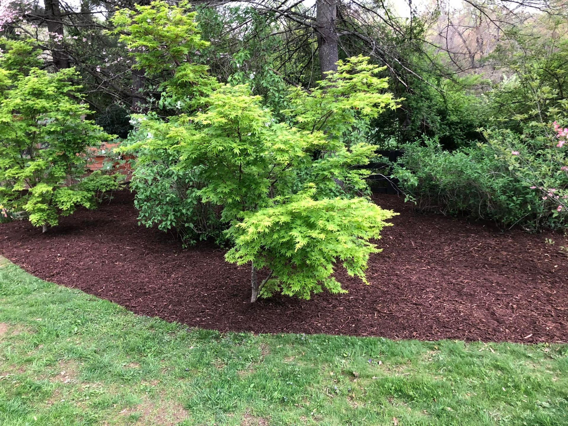 Tree Planting Images Two - Scottsville, VA - Jones Tree Service & Landscaping, LLC