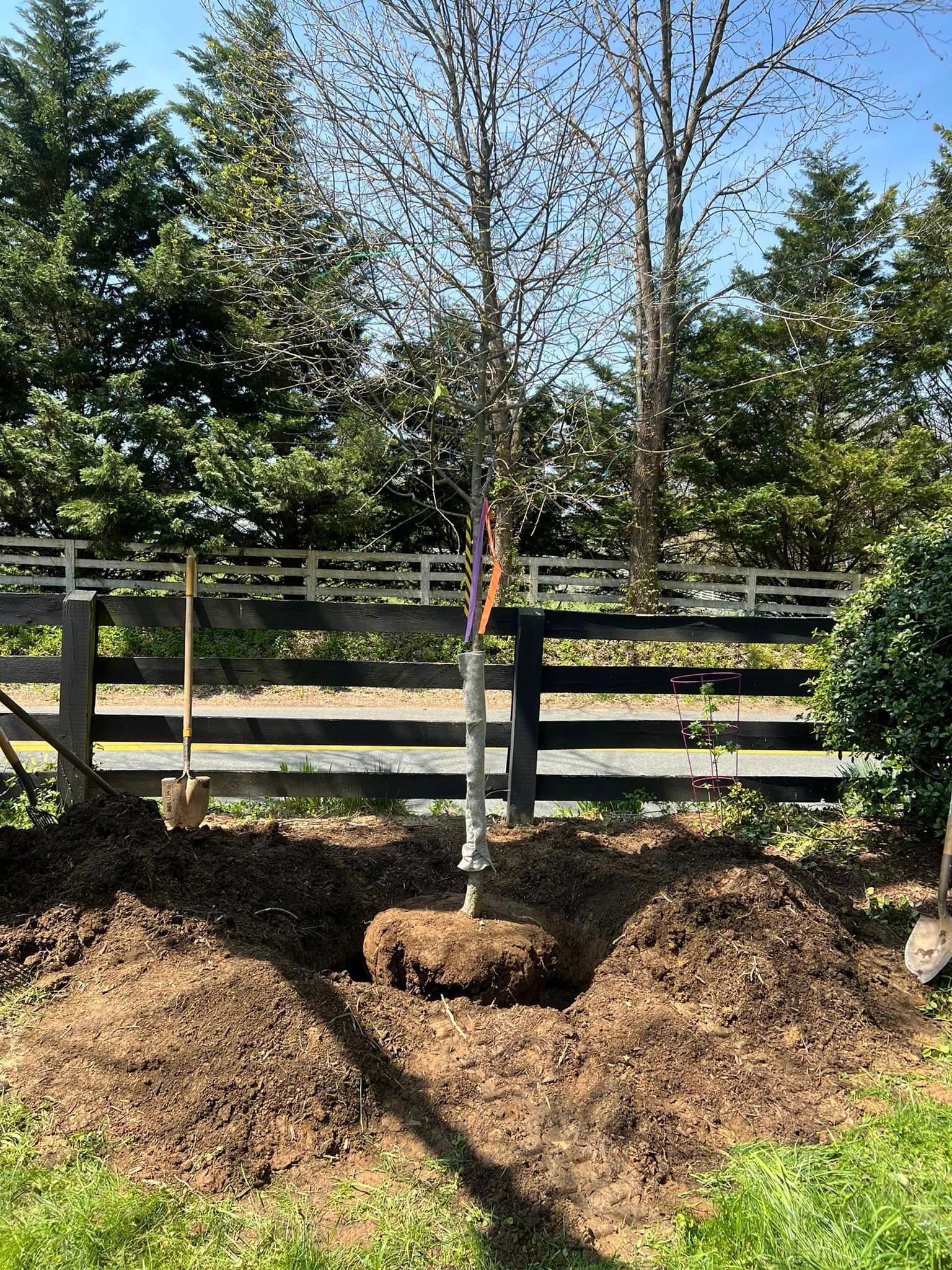 During Tree Planting - Scottsville, VA - Jones Tree Service & Landscaping, LLC