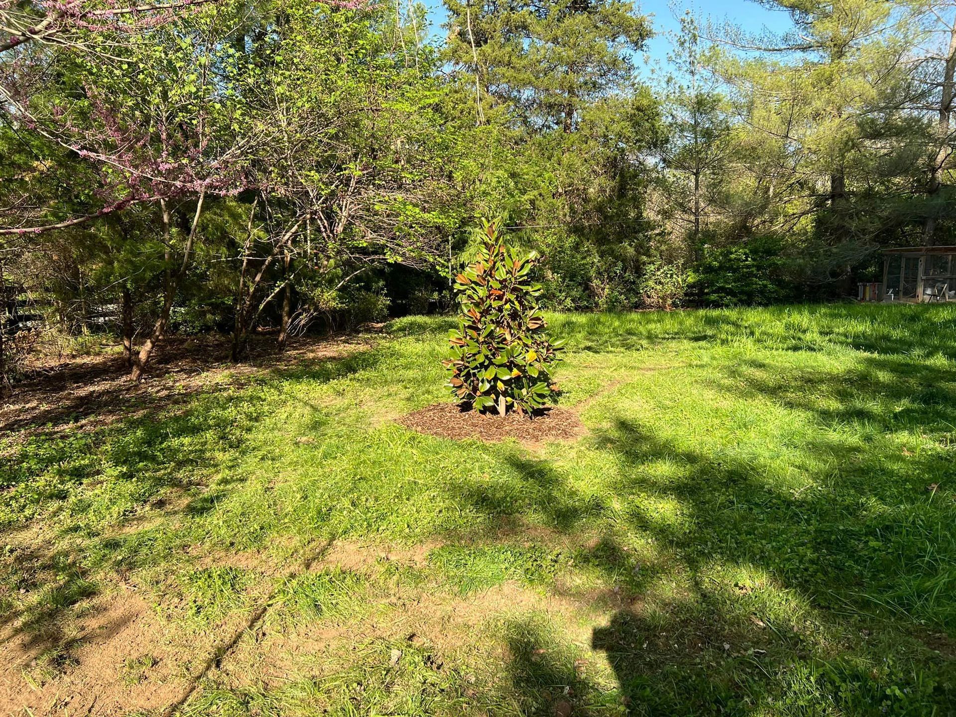 Tree Planting Image Five - Scottsville, VA - Jones Tree Service & Landscaping, LLC