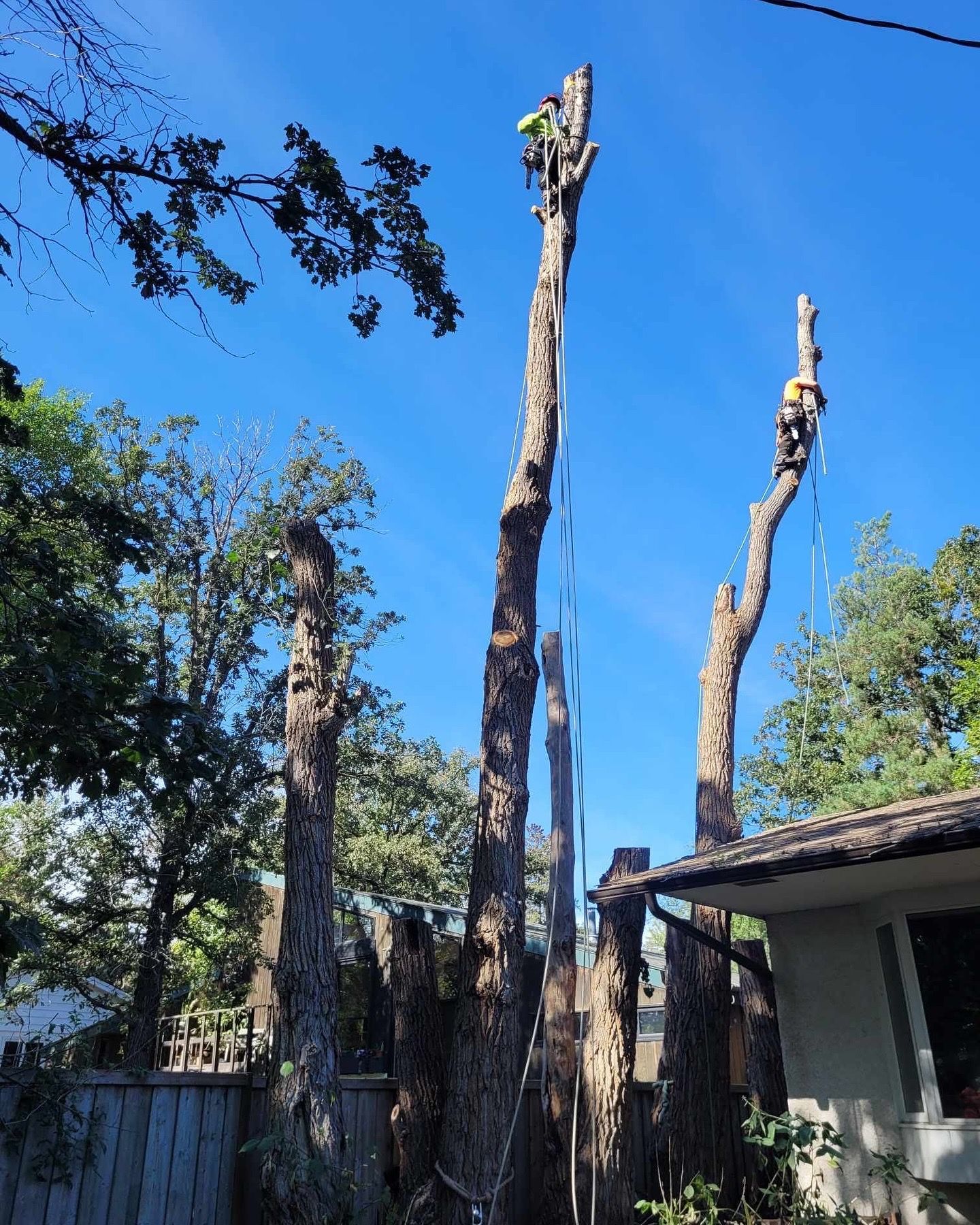 Professional arborist reducing a tree in Winnipeg