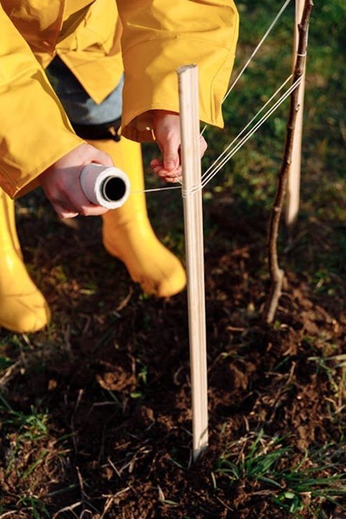 A tree contractor bracing a small tree sapling with twine and sticks