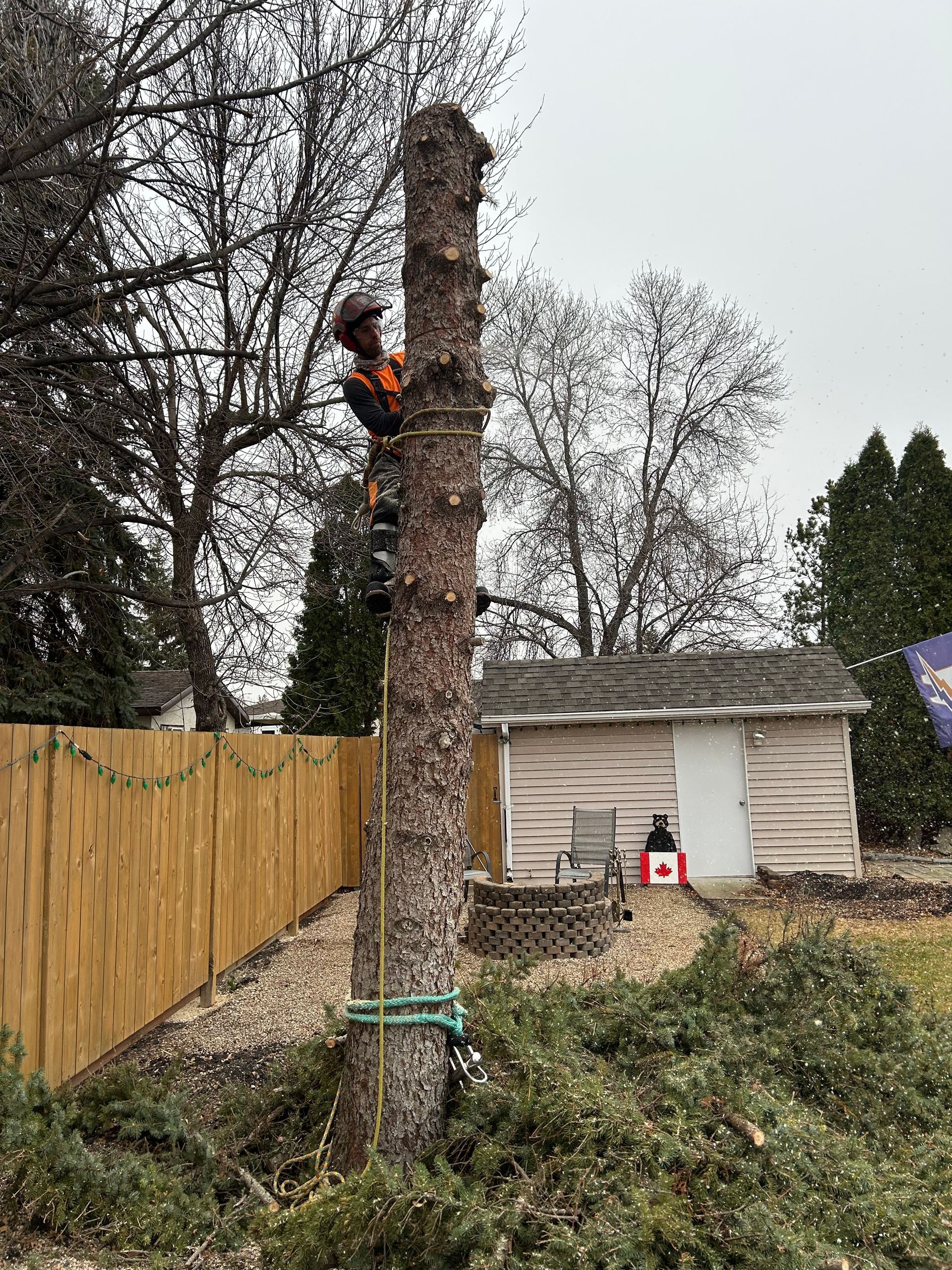 Professional arborist cutting branches from a residential tree in Winnipeg
