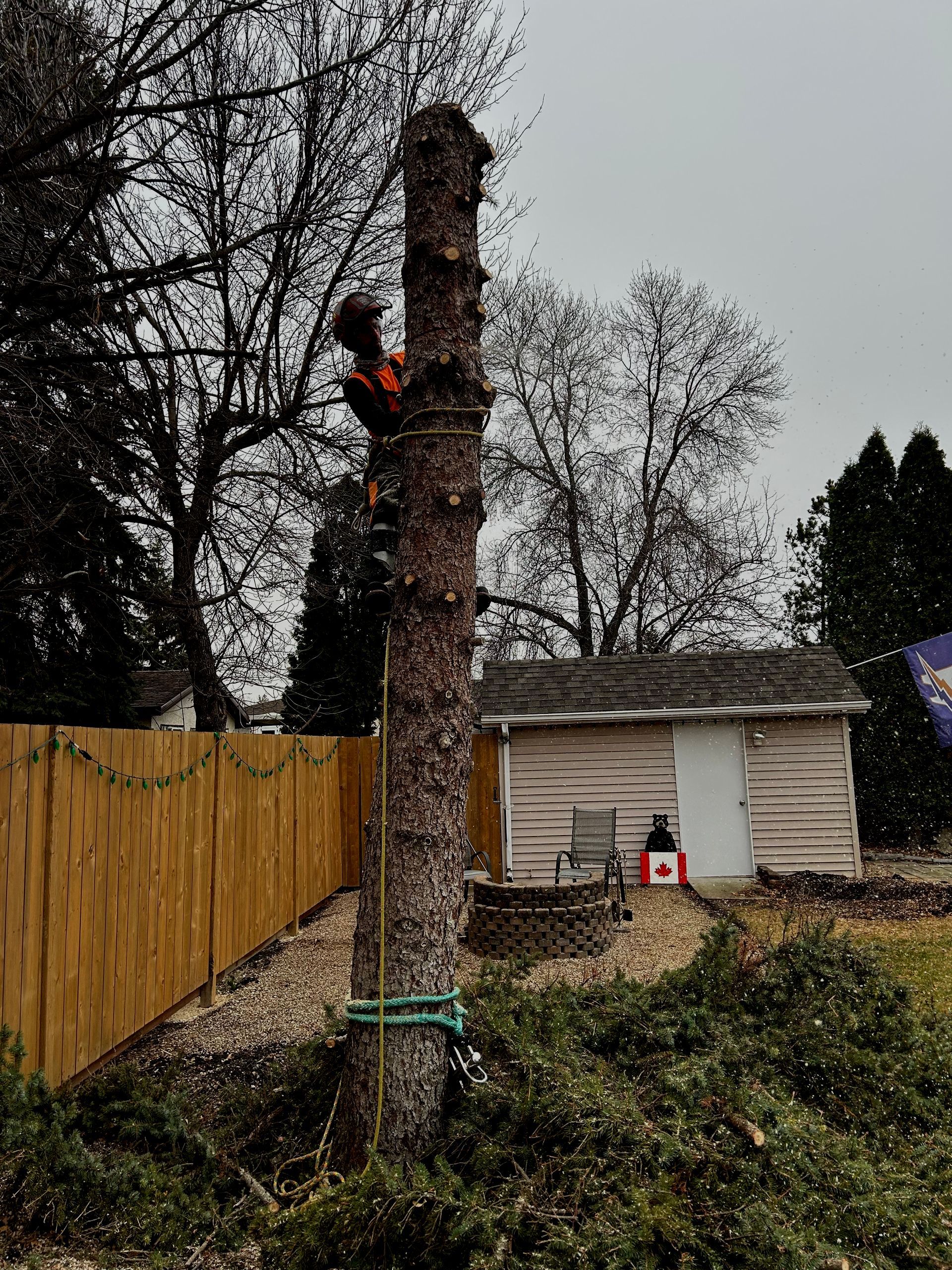 Professional arborist reducing a tree in Winnipeg