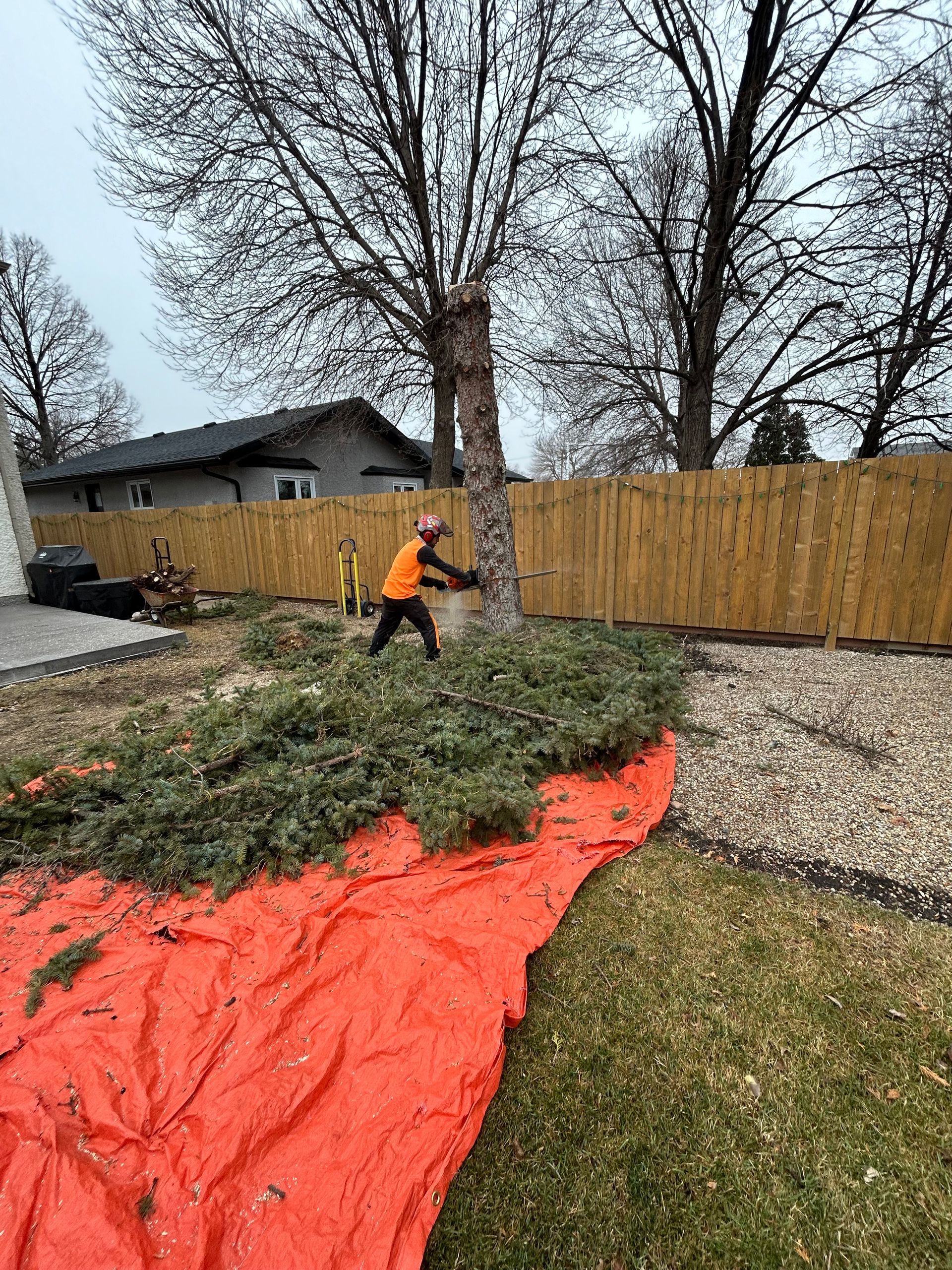 An arborist in Winnipeg cutting down a tree with a chainsaw