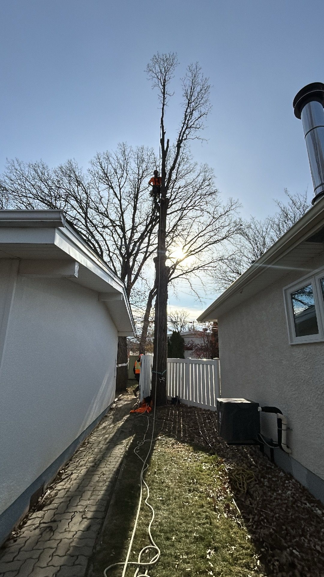 A Winnipeg arborist climbing a dangerous tree between two houses