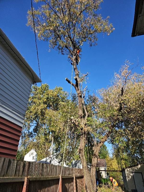 An arborist high up in a tree trimming branches