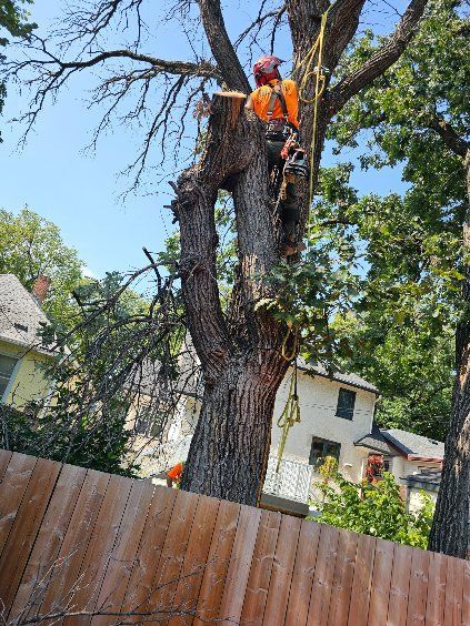 Tree contractor climbing tree trunk in Winnipeg