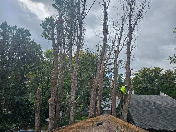 An arborist from Affordable Tree And Stump Experts pruning a tree above a roof