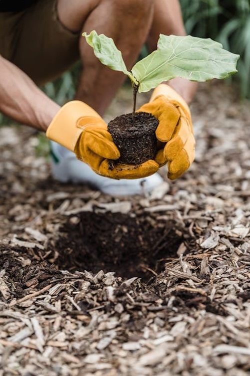 Gloved hands planting a tree seedling