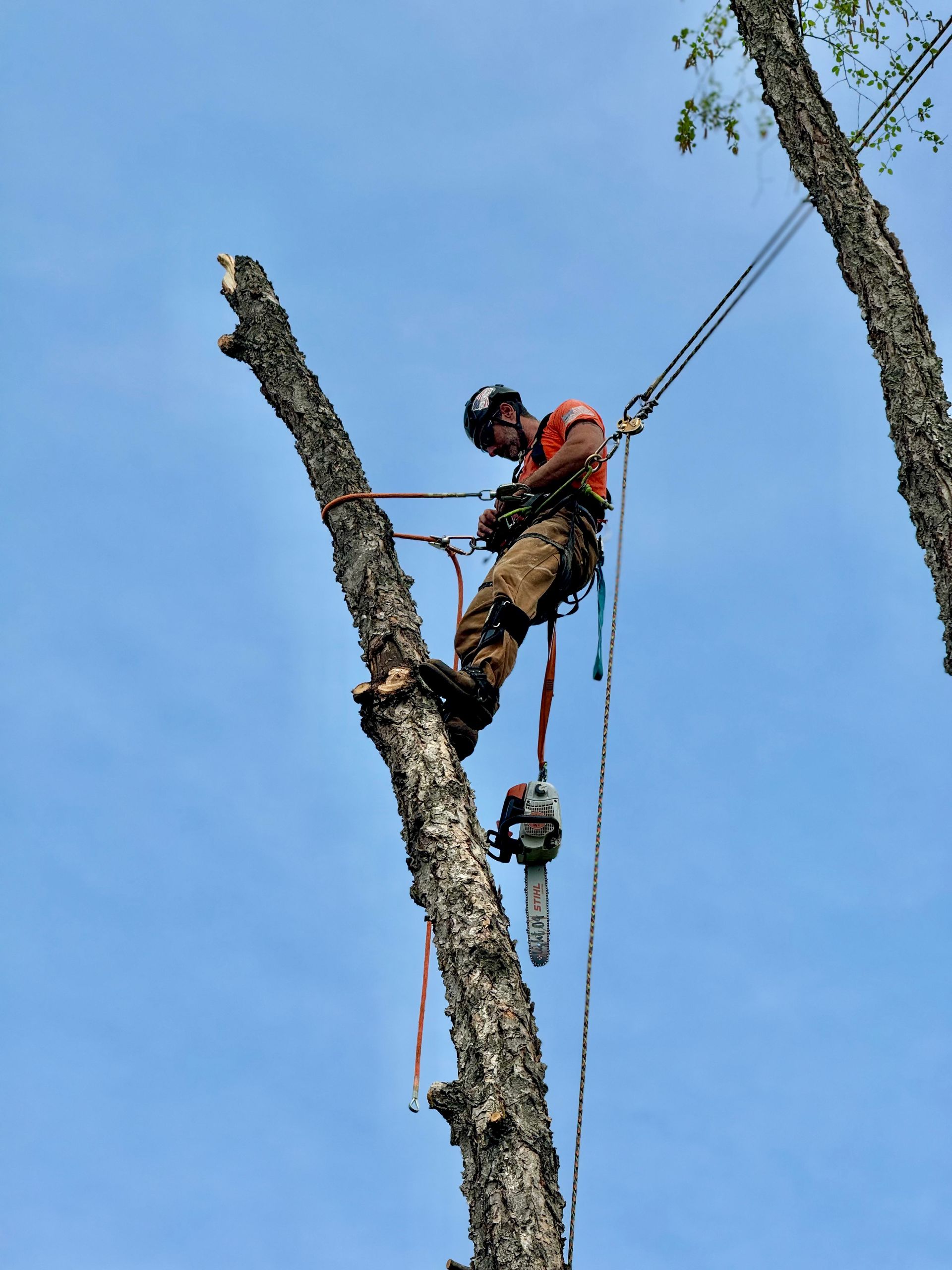 A man is climbing up a tree with a chainsaw