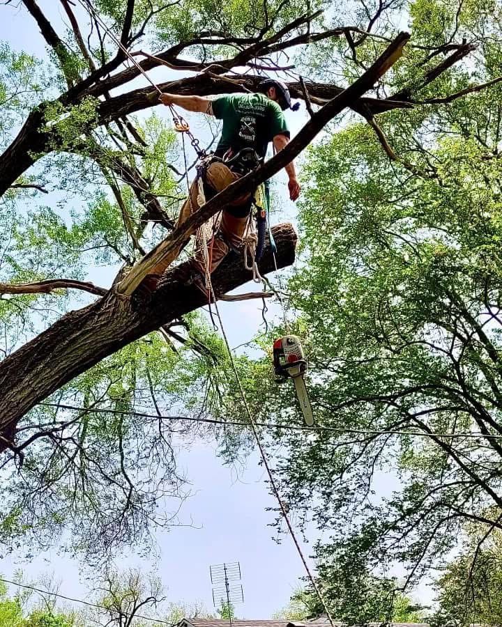 A man is climbing a tree with a chainsaw.