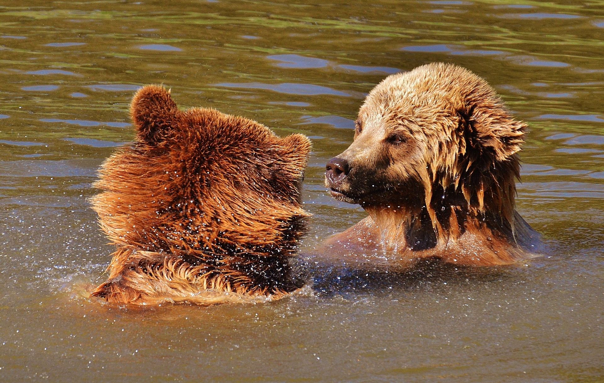 Two brown bears are swimming in a body of water