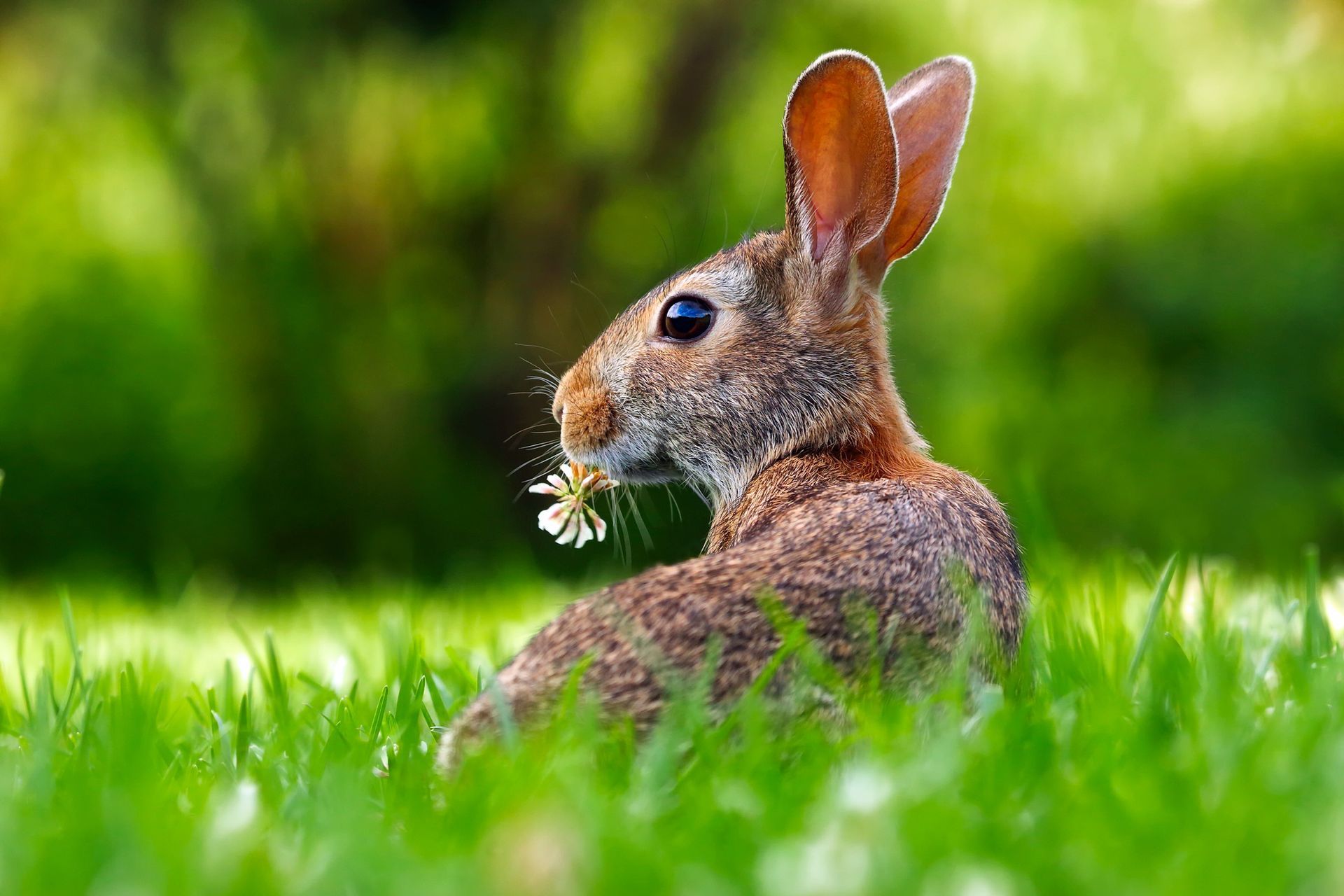 A rabbit is sitting in the grass with a flower in its mouth.