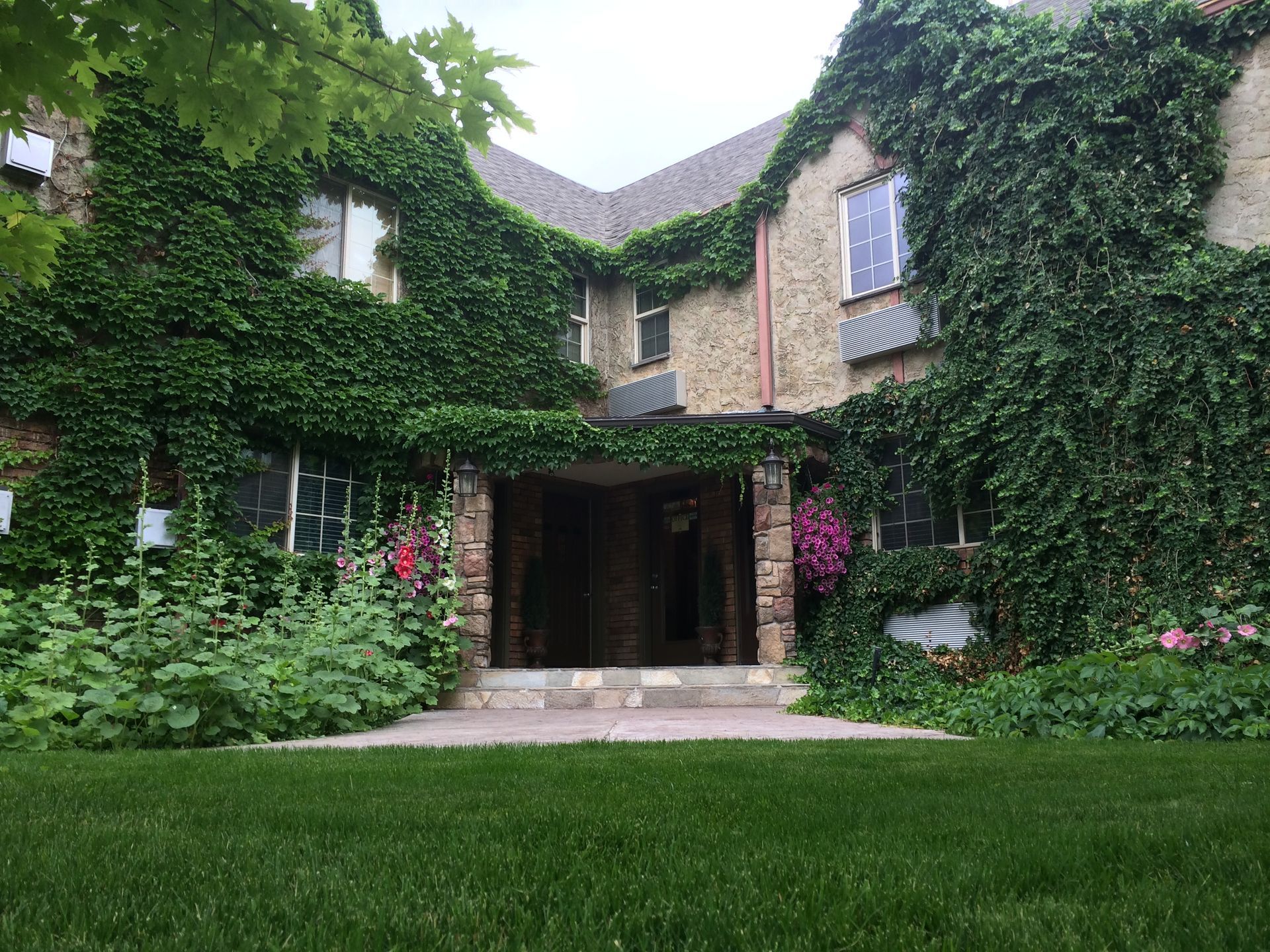 A large house covered in ivy with a lush green lawn in front of it.