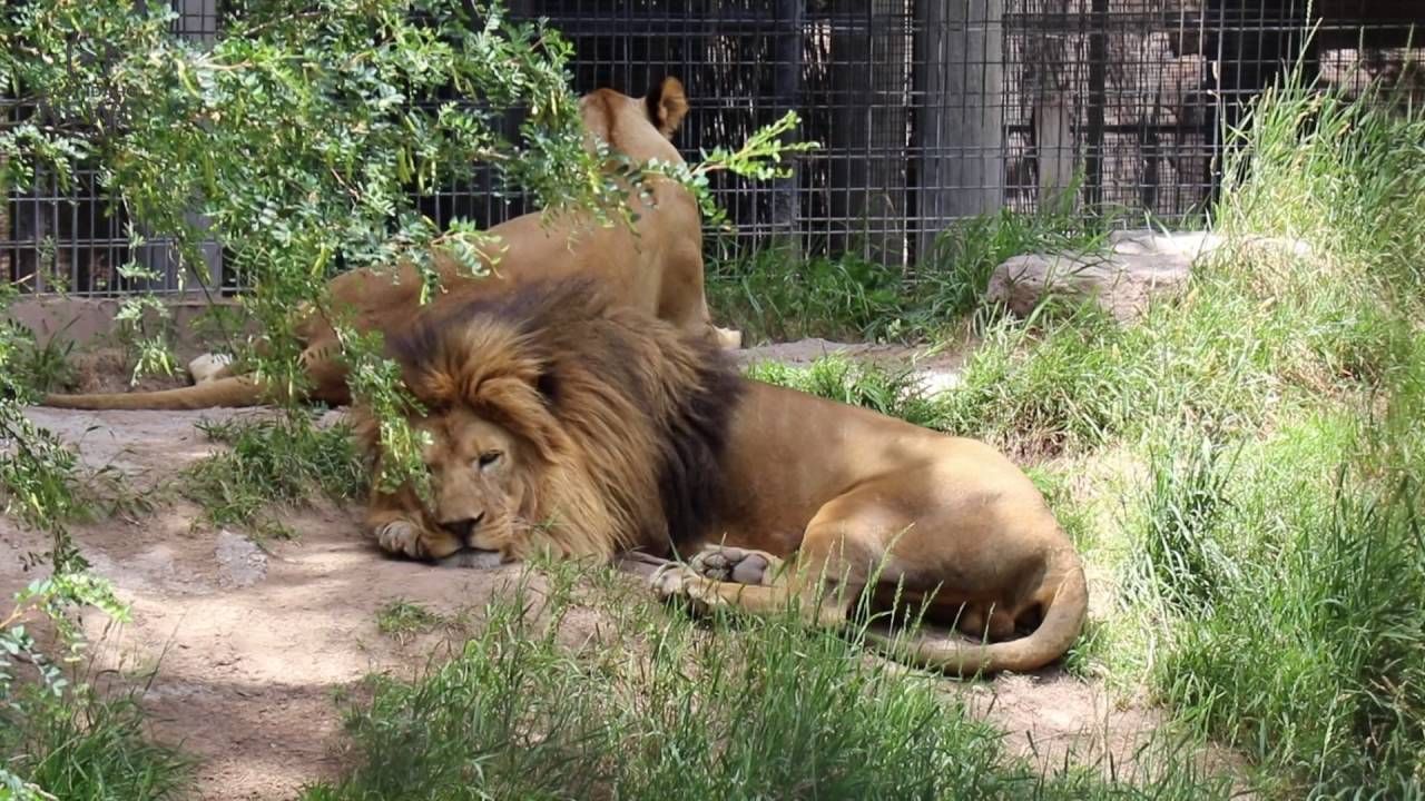 Two lions are laying in the grass in a zoo enclosure.