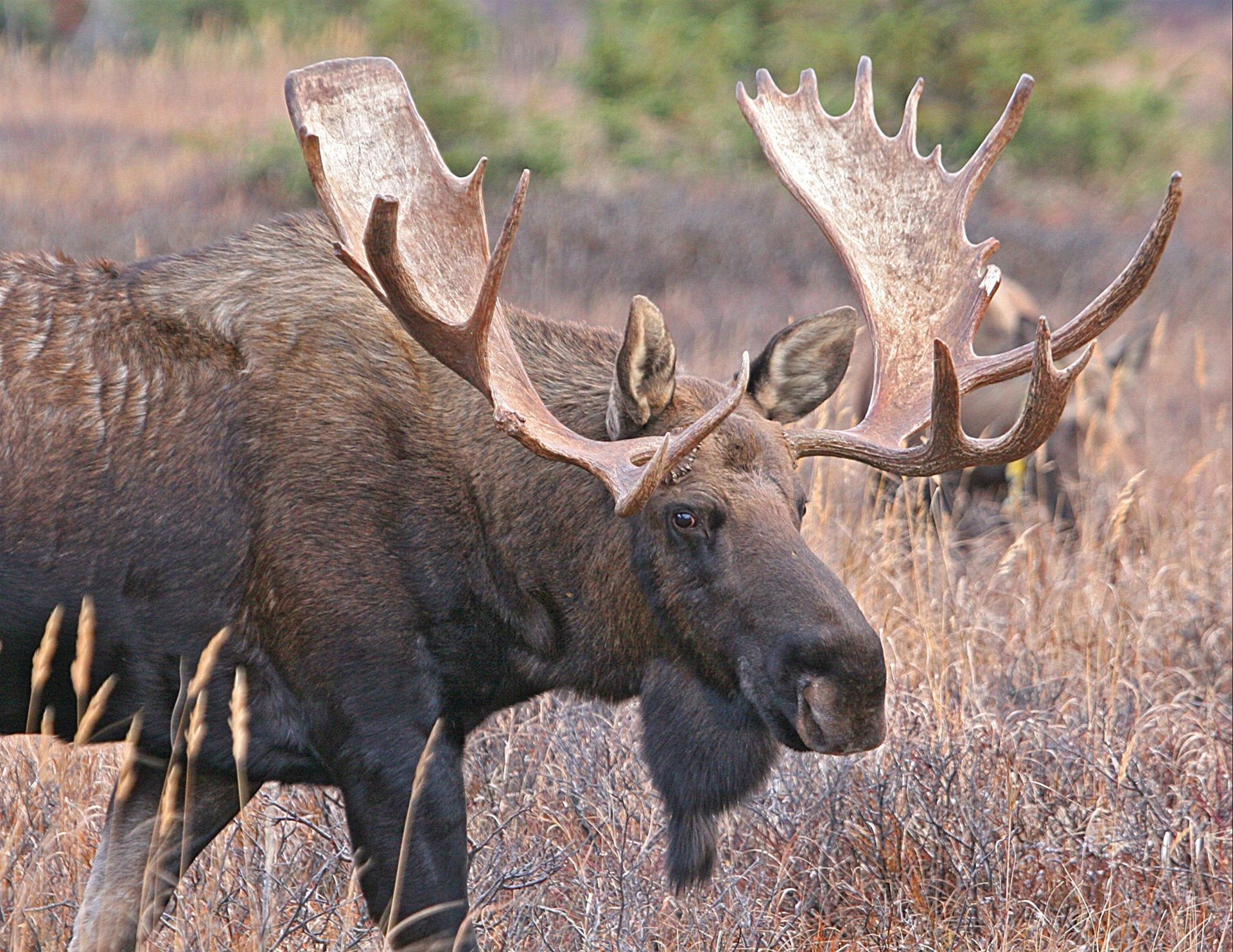 A moose with large antlers standing in a field
