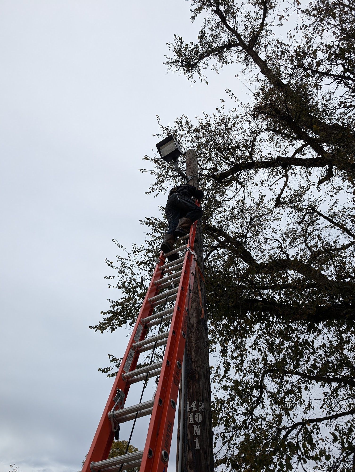 Person on a ladder fixing a light on a utility pole, under a tree, on a cloudy day.