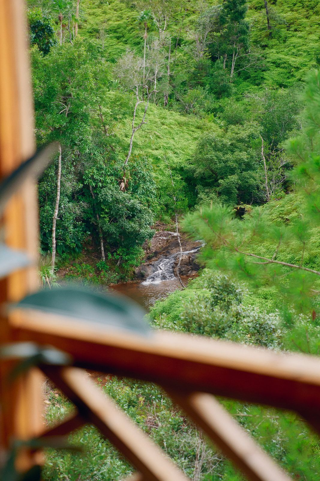 Stream cascading through lush green forest, viewed from a wooden balcony.