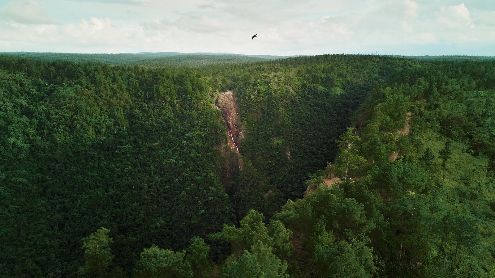 Deep gorge through lush green forest. A bird flies overhead.