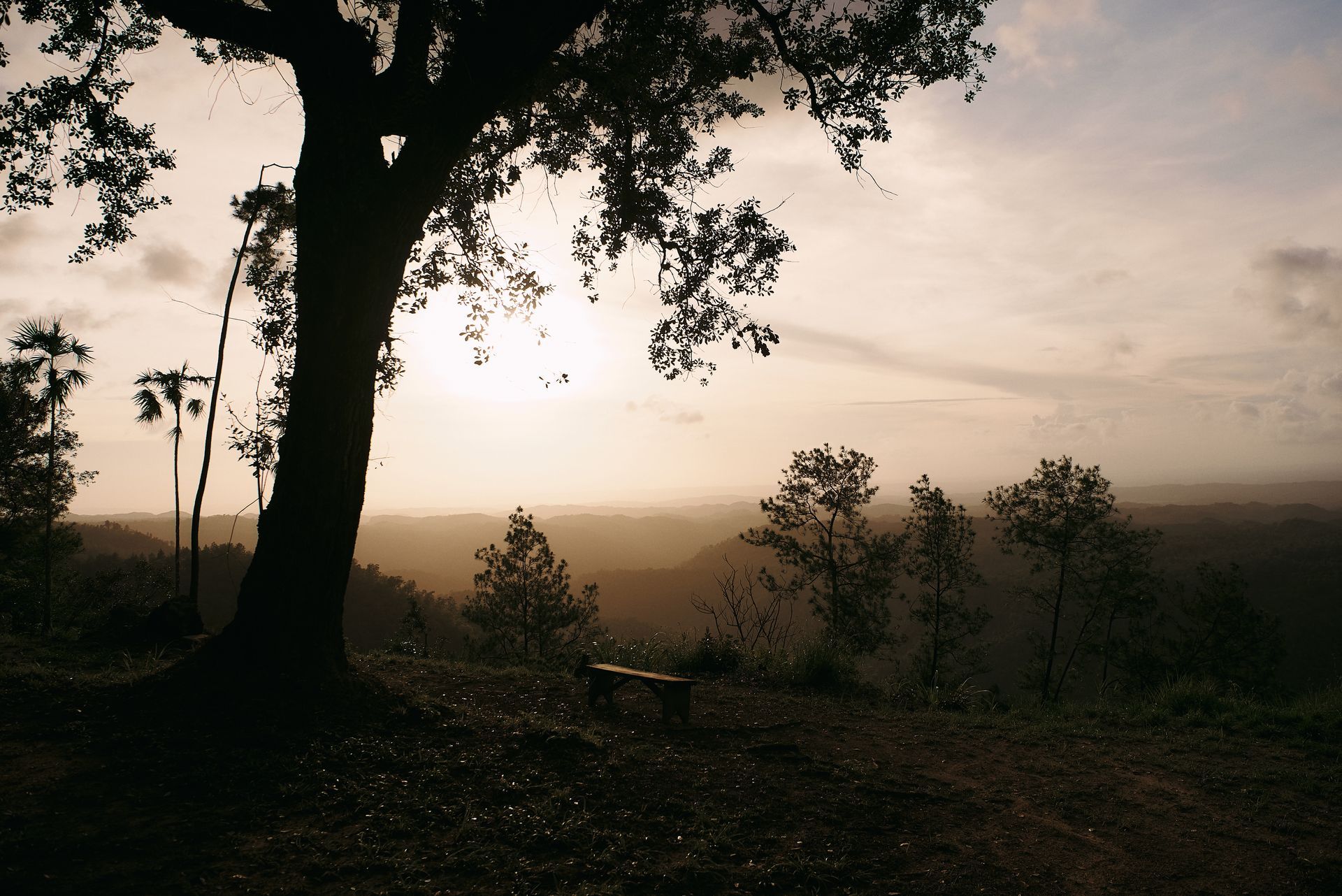 A sunset with a tree in the foreground and a bench in the foreground