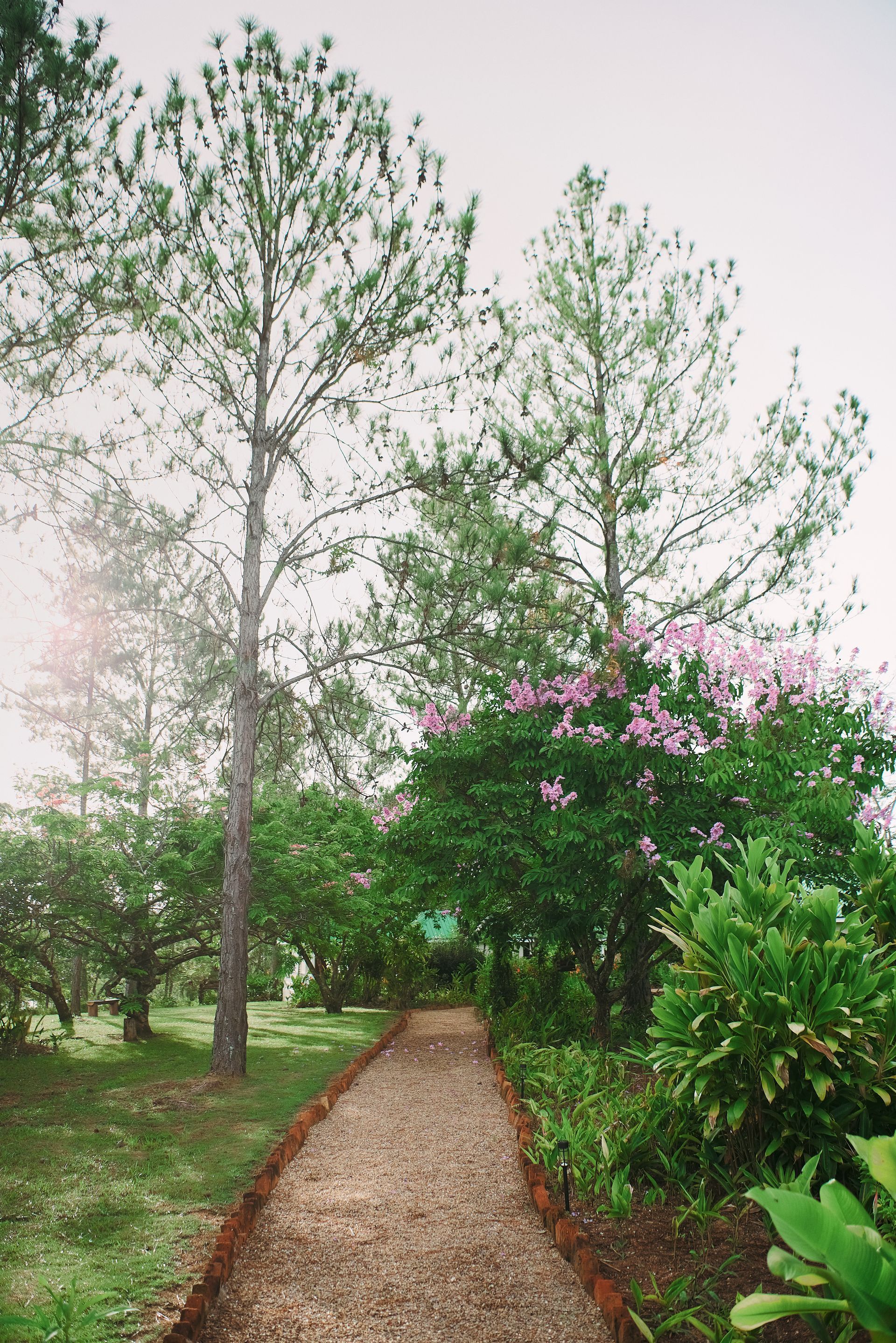 A gravel path surrounded by trees and bushes in a garden.