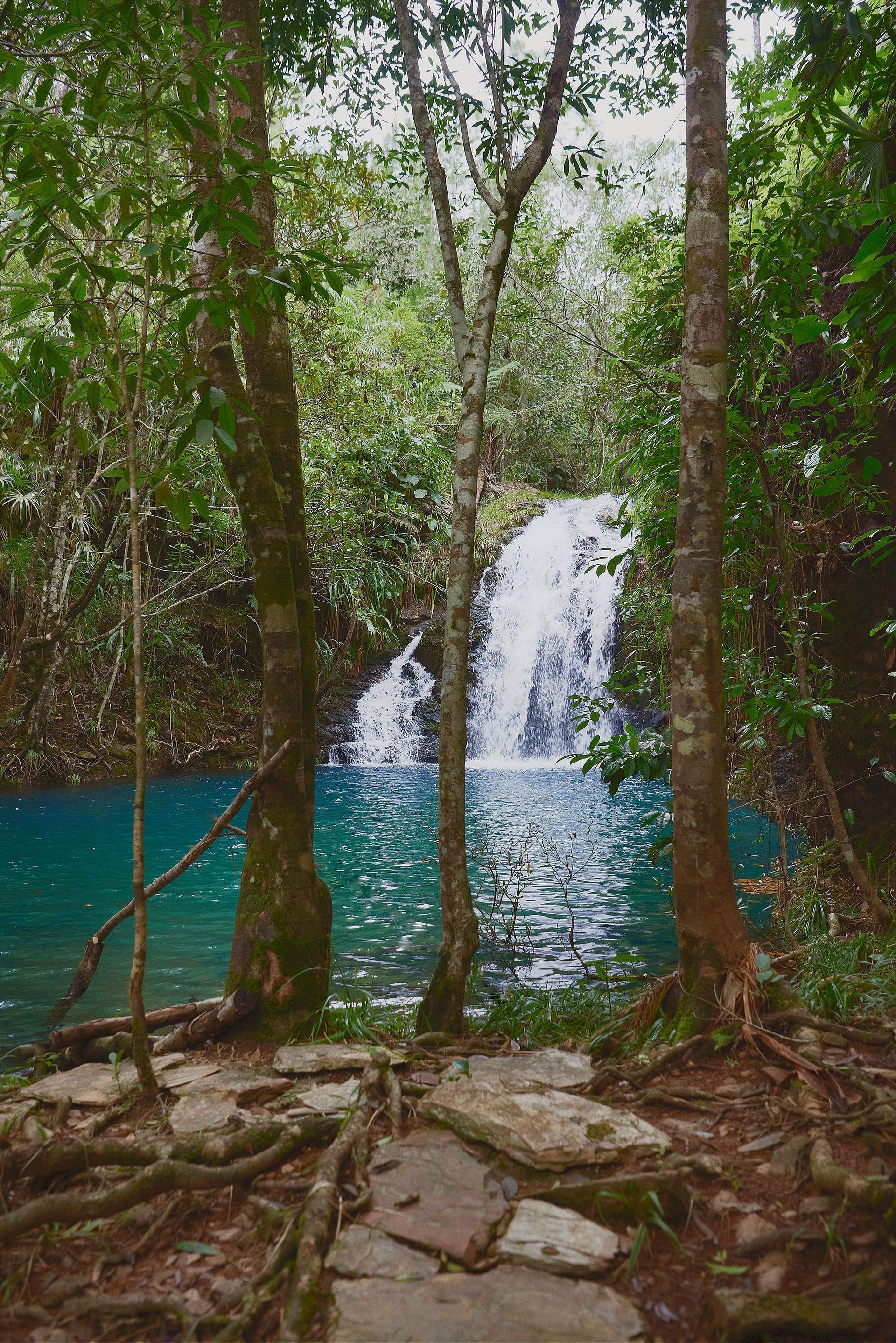 A waterfall in the middle of a lush green forest surrounded by trees and rocks.