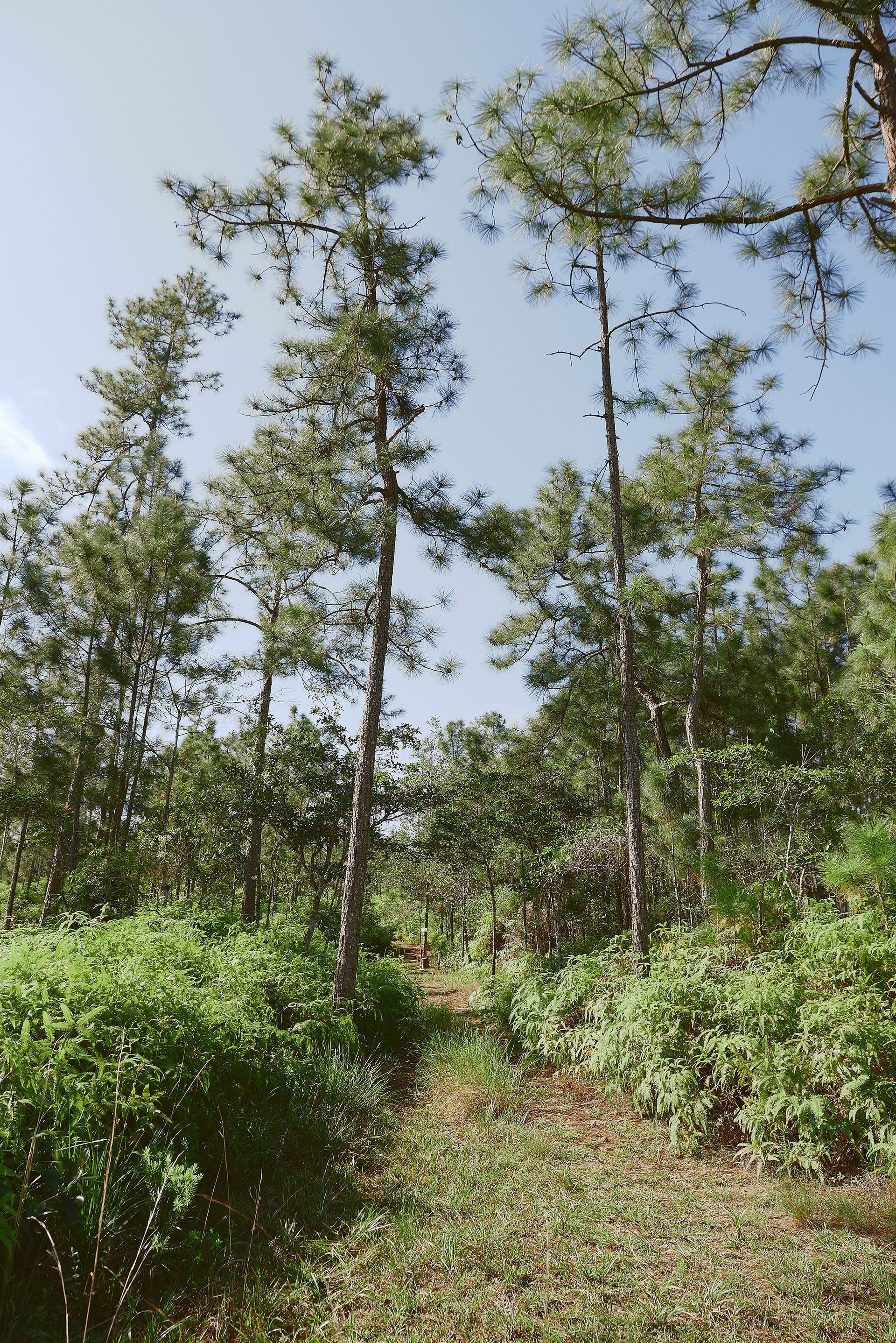 A forest with lots of trees and bushes on a sunny day