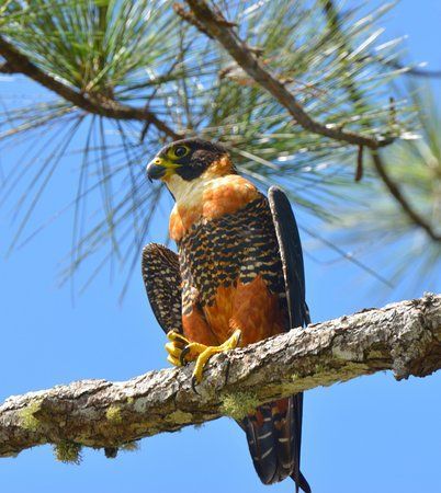 Orange Breasted Falcon perched on top of the pine forest in Belize