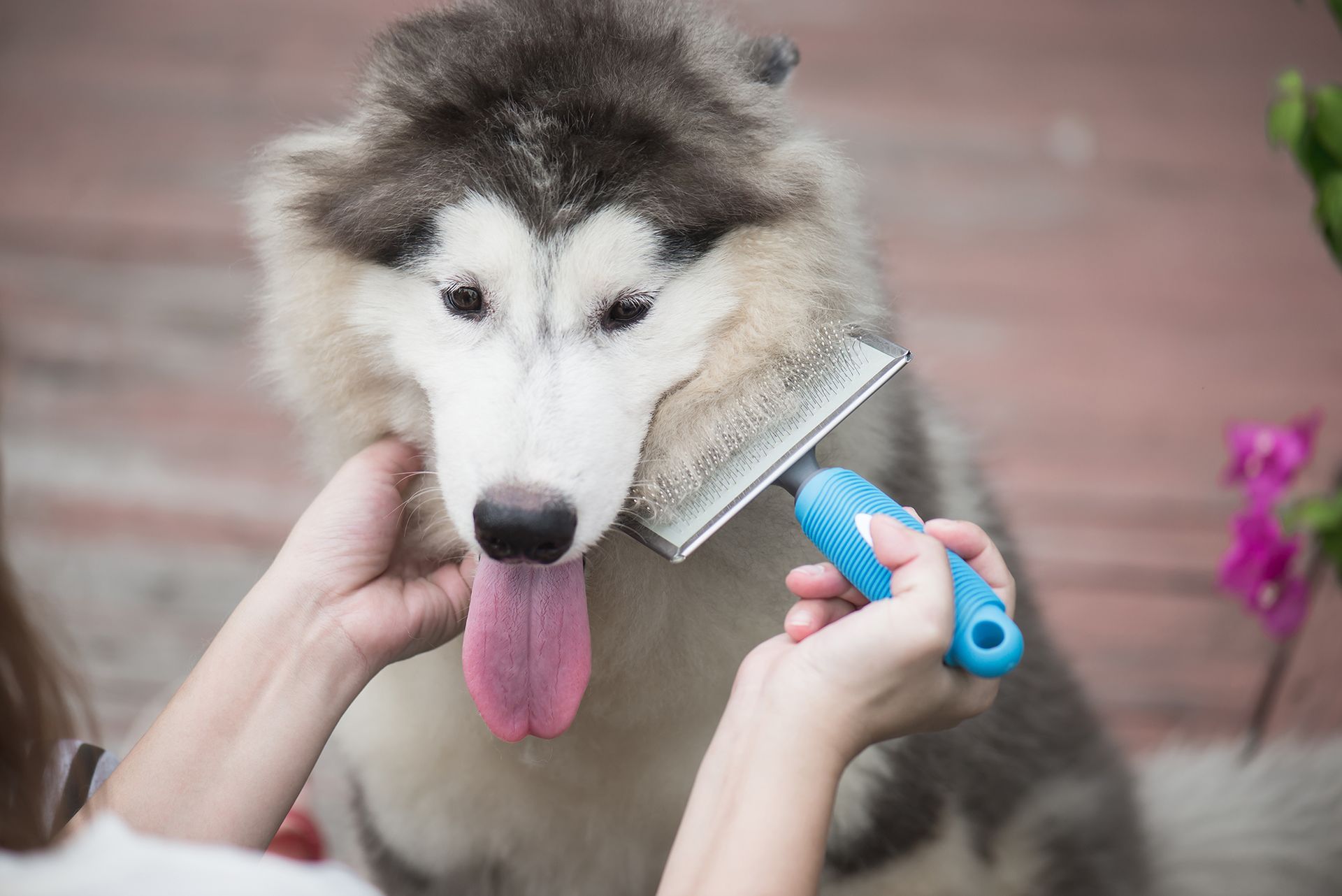 A person is brushing a husky dog with a brush.