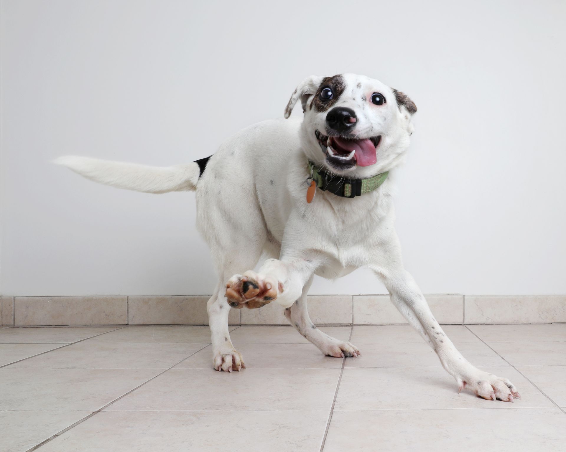 A white dog is standing on its hind legs on a tiled floor.