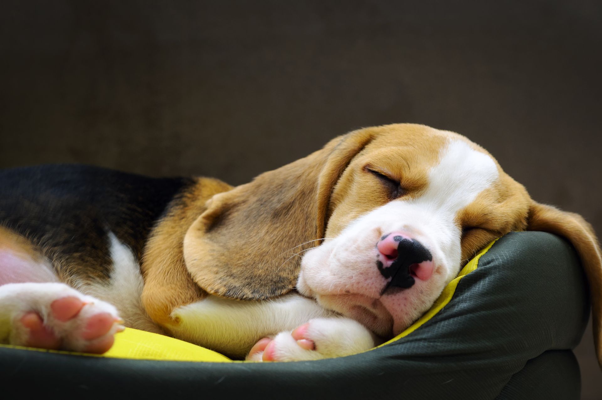 A beagle puppy is sleeping in a dog bed.