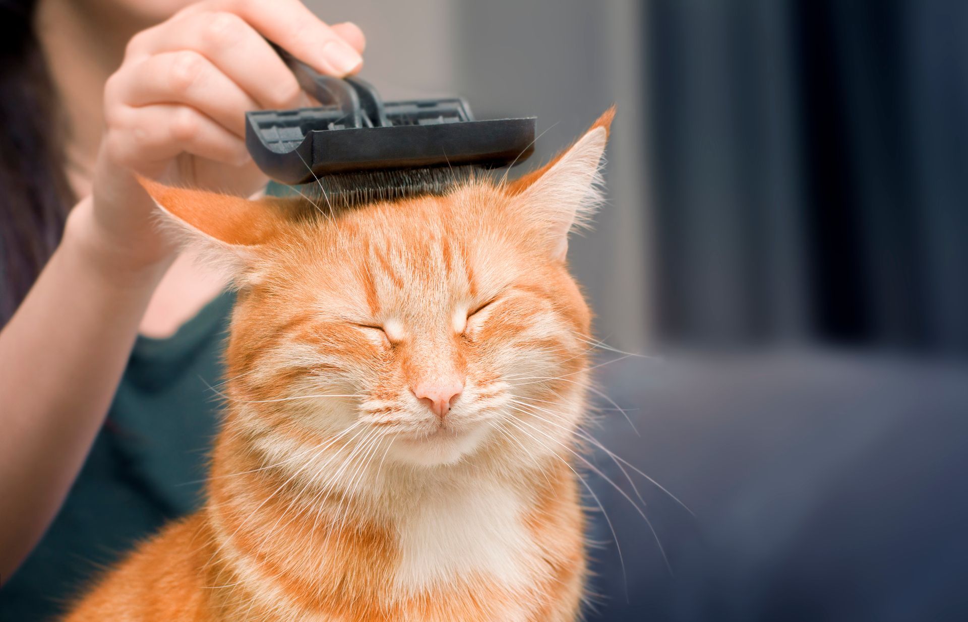 A woman is brushing a cat's head with a brush.