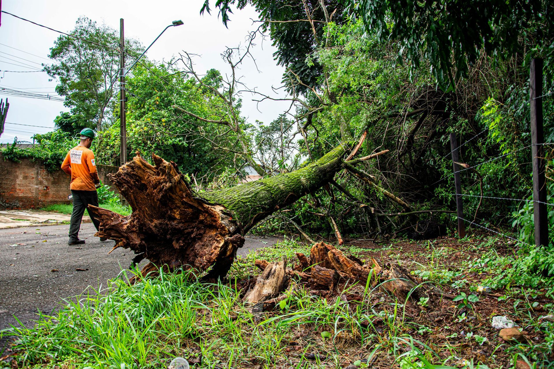 Storm damage cleanup showing uprooted tree blocking residential street with a professional worker