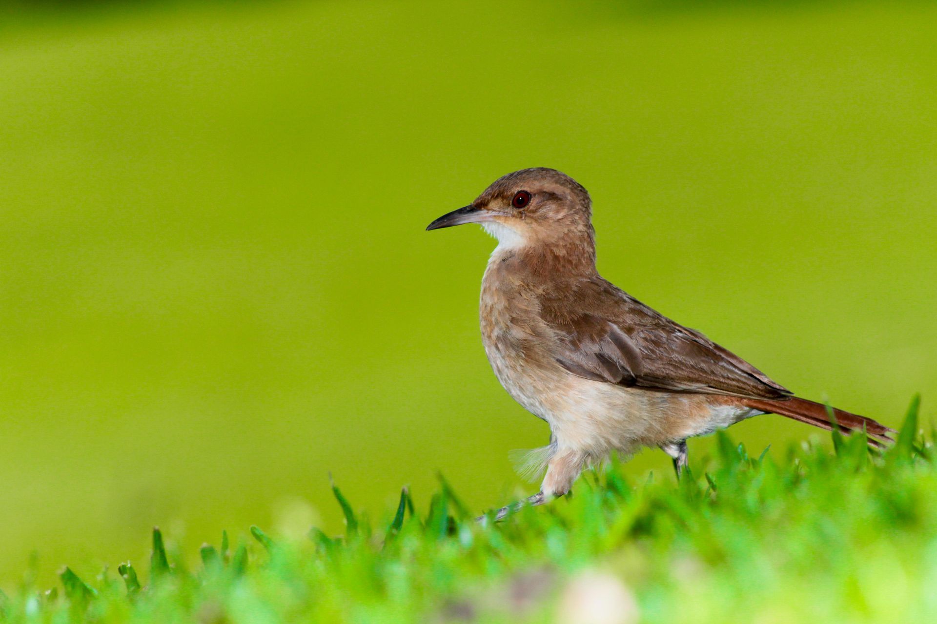A very green lawn with a bird on it.