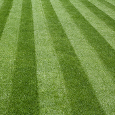 perfect green grass cut
