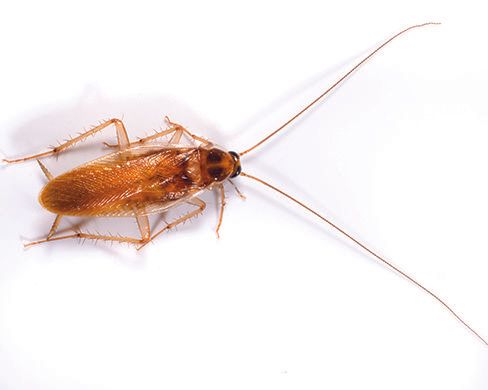 a cockroach is crawling on a white surface .