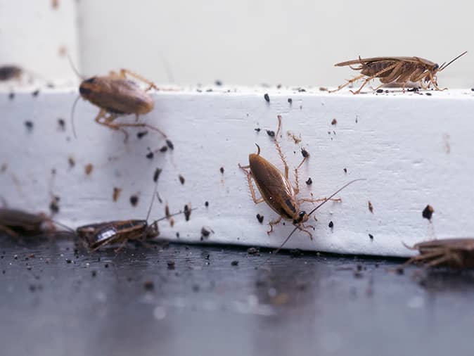 a group of cockroaches are crawling on a white wall .