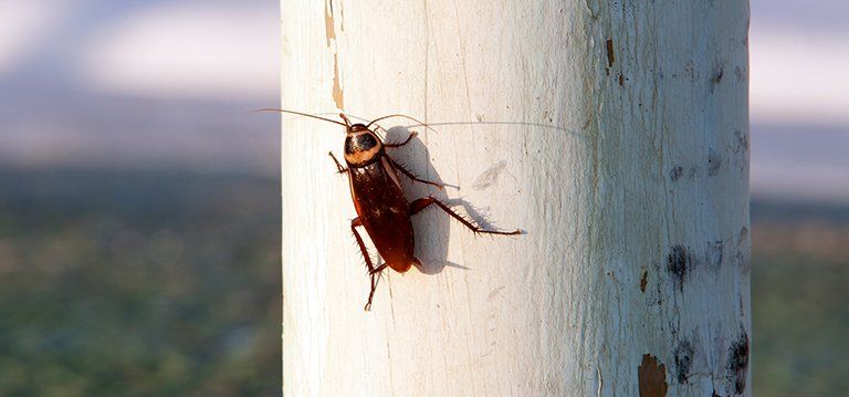 a cockroach is sitting on a white pole .