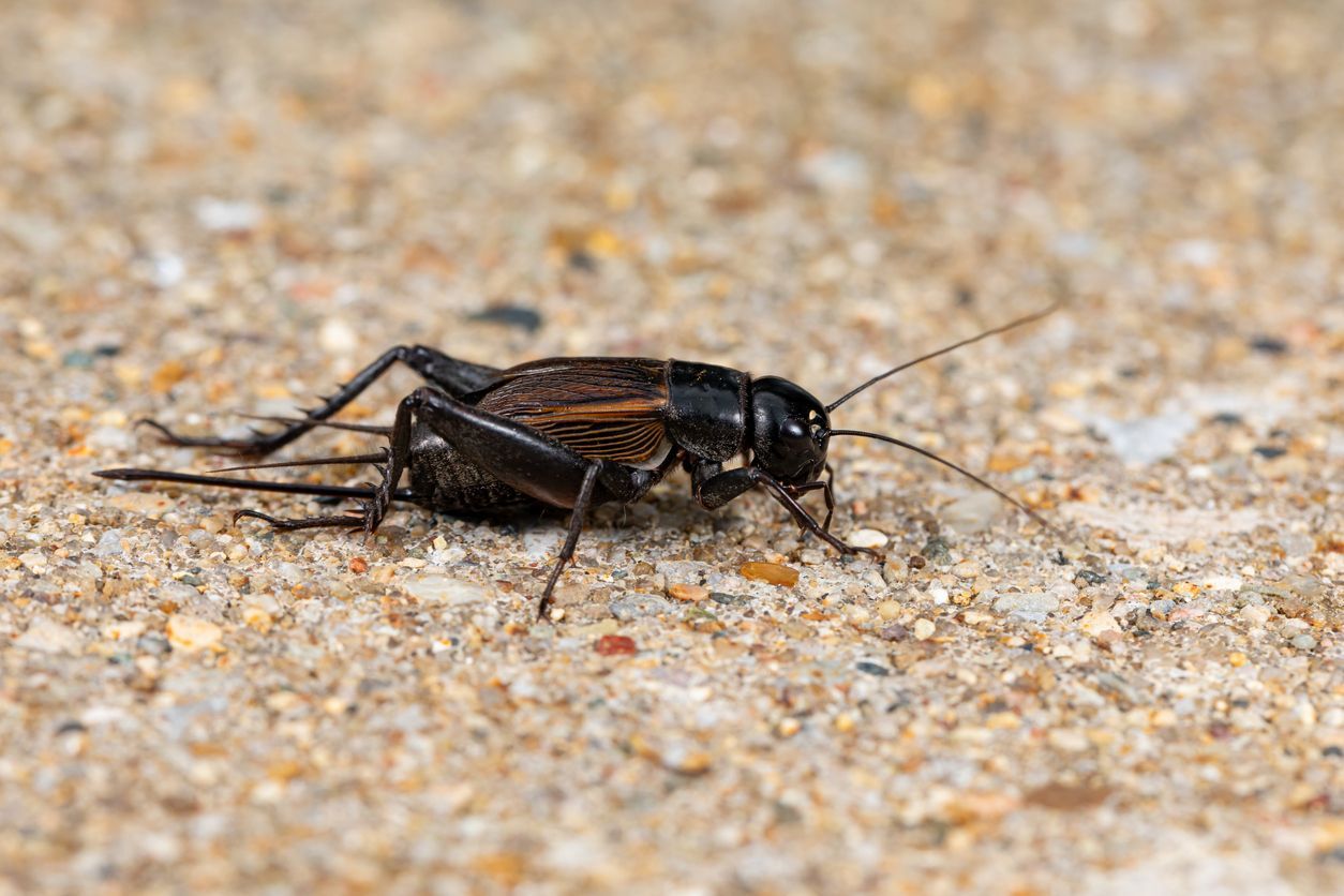 a small cricket is sitting on a rock .