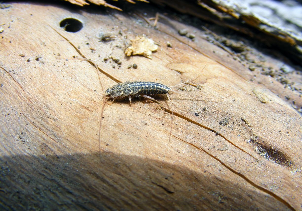 A small bug is crawling on a piece of wood